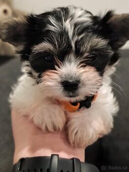 Jorkšírský teriér biewer