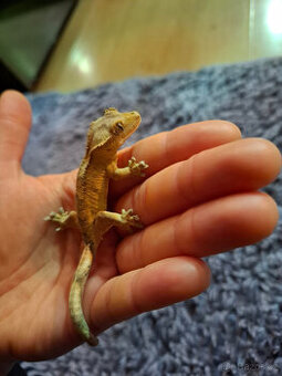 Pagekon řasnatý - 1