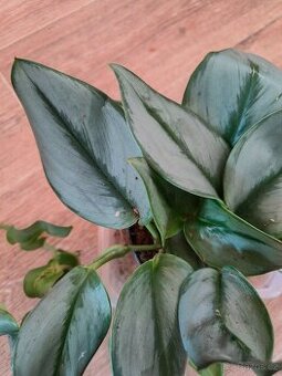 Scindapsus Moonlight