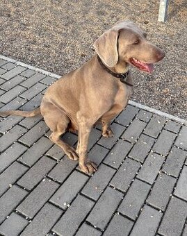 Sháním psa ke krytí - Výmarský ohař