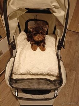 Jorkšírský teriér s PP míní