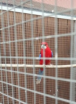 Rosela pestrá červená