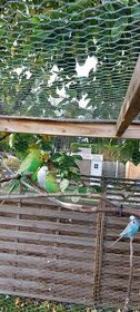 Andulka- Papoušek vlnkovaný