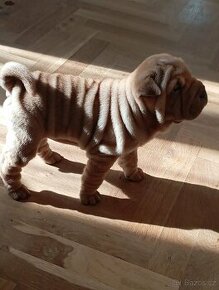 Sharpei