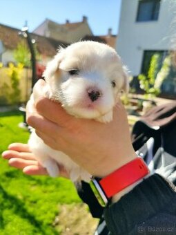 Coton de tulear s PP