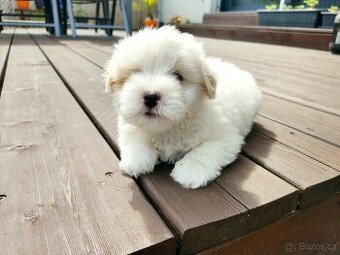 Coton de tulear s PP