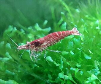 Krevetka červená (Neocaridina davidi)