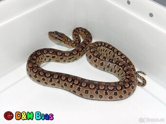 Epicrates cenchria alvarezi - Argentine Rainbow Boa