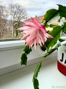 Schlumbergera - zbierkové raritné kultivary
