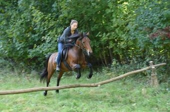 Pronájem pony kobylky 140cm - 1