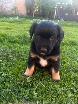 Fenka labradora se špicem - 1