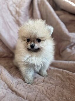 Pomeranian