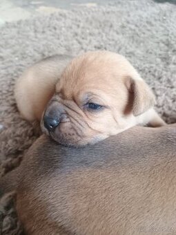 Amstaff
