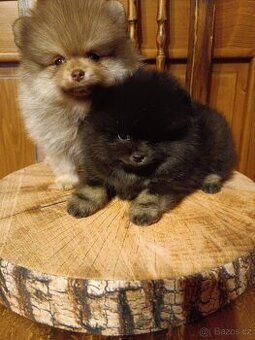 Pomeranian, PP