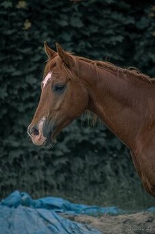 4letý American QH