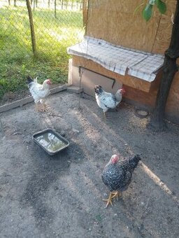 Kohouti na maso / do chovu