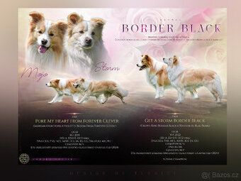 Border kolie s PP