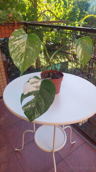 Monstera albo - č. 5