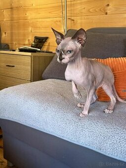 Kanadský sphynx