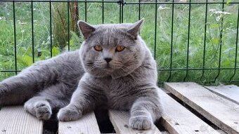 Britský kocour ke krytí s PP