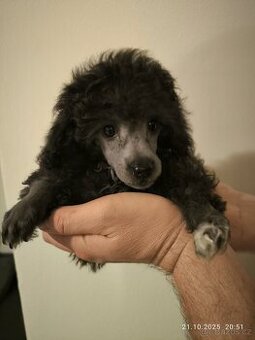 Trpasličí pudl štěňátko pejsek - 1