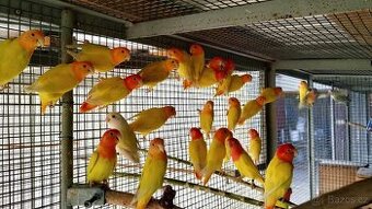 Agapornis ružovohrdly opalin