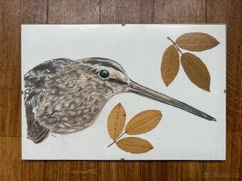 Sluka lesní - obraz