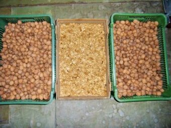 Prodáme VLAŠSKÉ OŘECHY celé i loupané