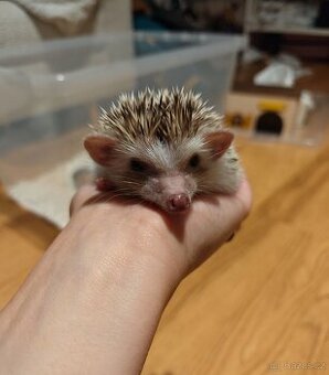 Bělobřichý ježek