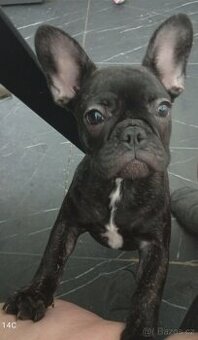 Prodám štěně fenku Francouzského buldočka bez pp