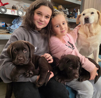 Labradorský retrívr s PP