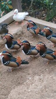 Kachnička mandarinska