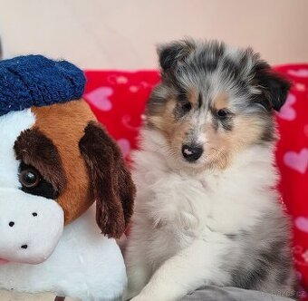 Kolie dlouhosrstá s PP