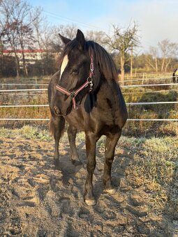 Welsh part bred klisna s PP