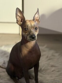 Peruánský naháč-čínský chocholatý pes ke krytí