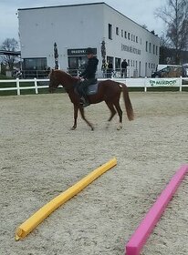 Slovenský sportovní pony, klisna,4 roky - 1