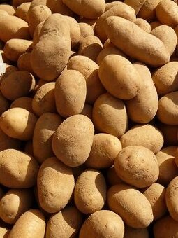 BIO brambory Adéla za 8 korun za kilogram