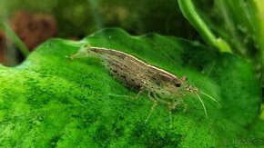 Kreveta Caridina Multidentata (Amano, Japonica)