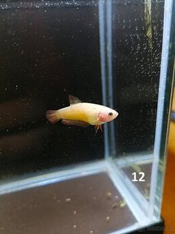 Betta Splendens - Betta bojovnice (Samice 12)