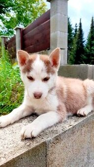Sibirsky husky