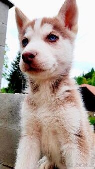 Sibirsky husky