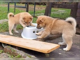 Štěňata Shiba Inu na prodej.