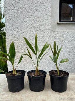 Palma konopná 30cm