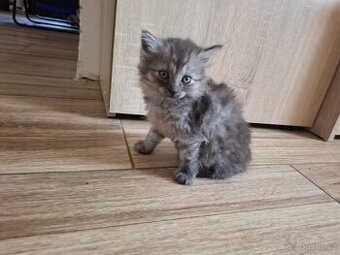 Kočka domácí alias whiskas