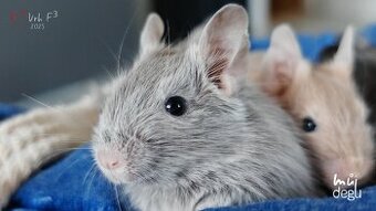 Osmák degu - mláďata s PP