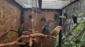 Agapornis
