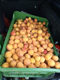 Meruňky BiO 20 kg dnes trhané