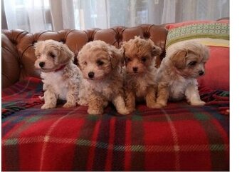 Maltipoo