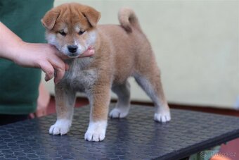 Shiba Inu s PP FCI