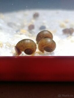 Akvarijní šneci - Okružák Kanadský hnědý (Leopard) - 1